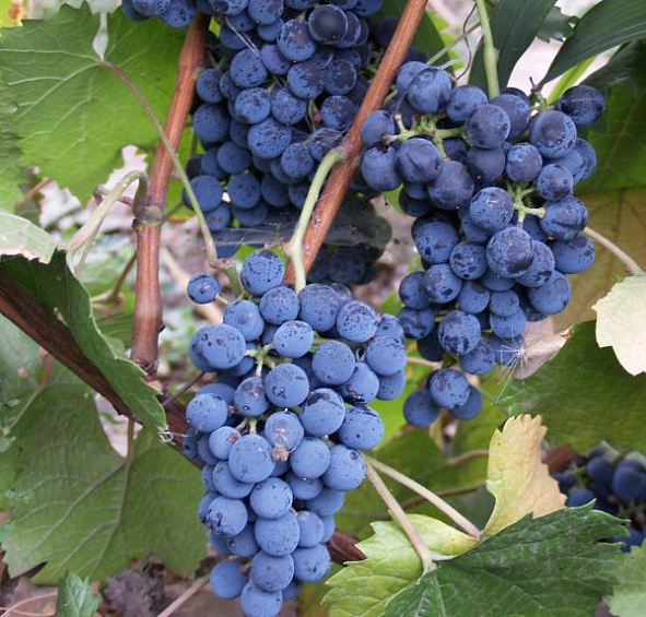 Виноград 'Денисовский'